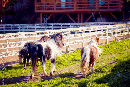 Three cute little pony running near the manege fence of a horse farm