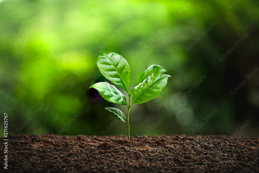Naklejka premium Young Plant Coffee tree rainy season