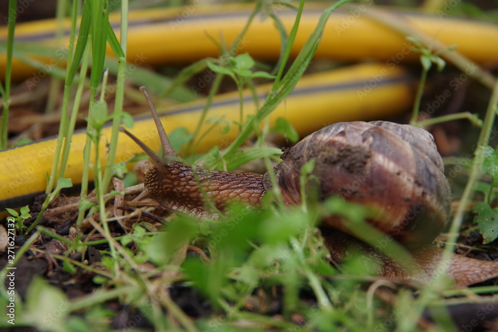 snail on leaf snail on leaf