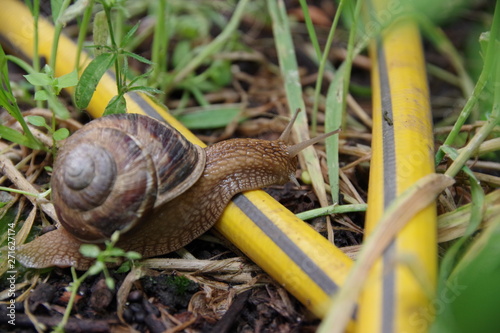 snail on grass