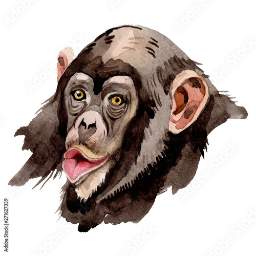 Photography Exotic monkey wild animal in a watercolor style isolated