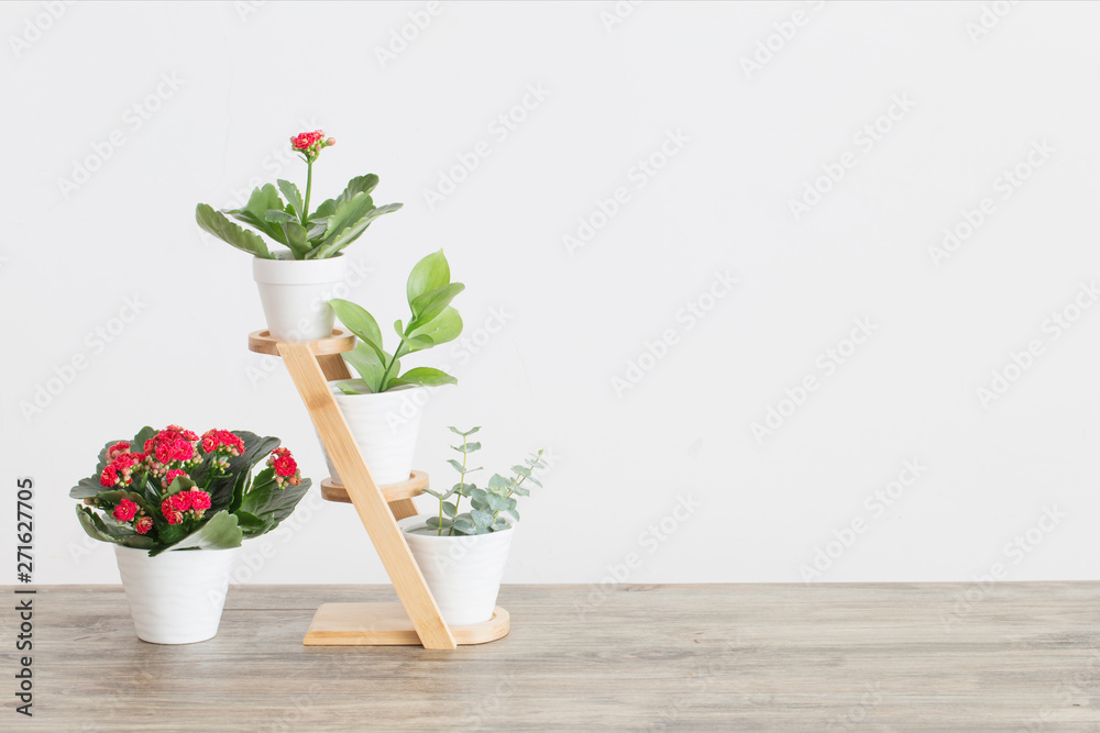 houseplants against white wall on wooden table houseplants against white wall on wooden table