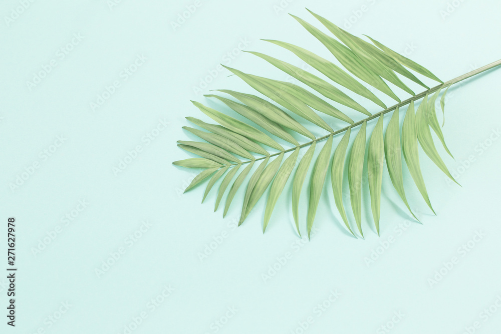 Fototapeta premium palm leaves on paper background