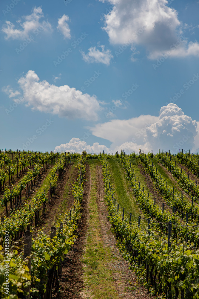 green vineyards rows on summer day 
