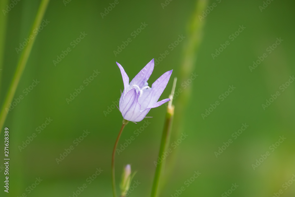 Bellflower in Bloom in Springtime Bellflower in Bloom in Springtime