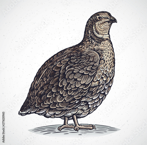 Tela Graphical image of quail in engraving style, in color.