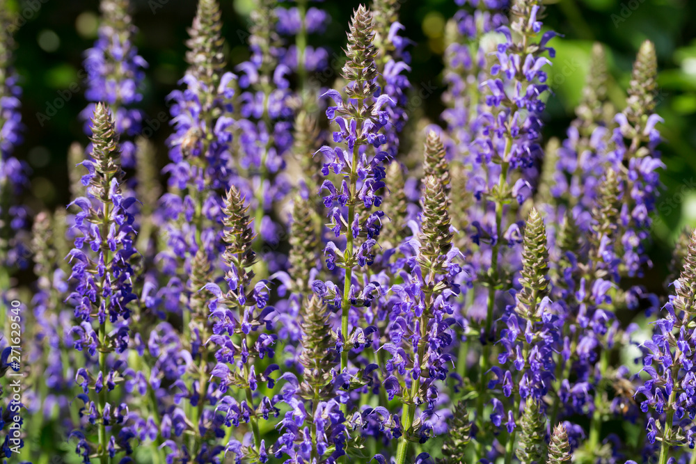 Fototapeta premium Blühender Ziersalbei (Salvia nemorosa) im Garten