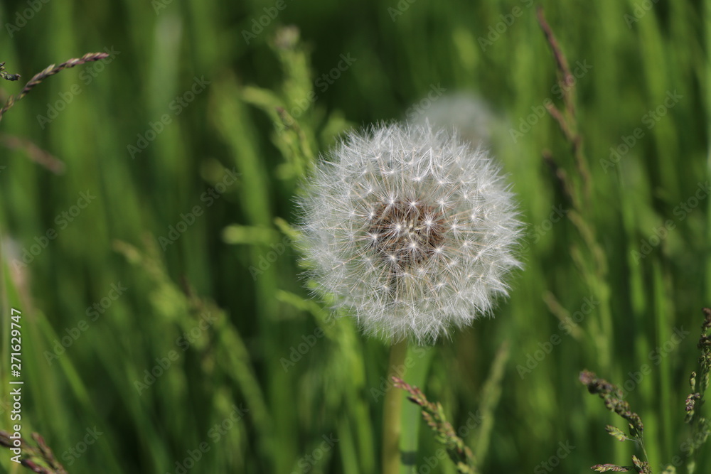 Nahaufnahme einer Pusteblume mit grünem Hintergrund und Raum für Text