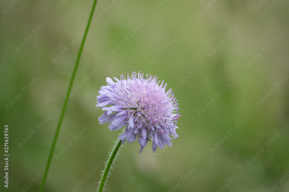 Field Scabious Flowers in Bloom in Springtime Field Scabious Flowers in Bloom in Springtime