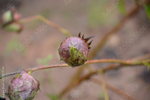 LE COTON BIO DU BURKINA FASO