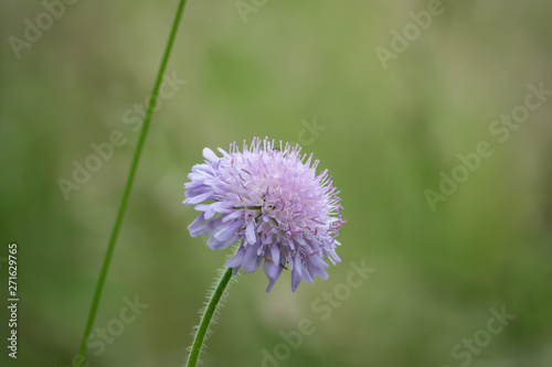 Field Scabious Flowers in Bloom in Springtime