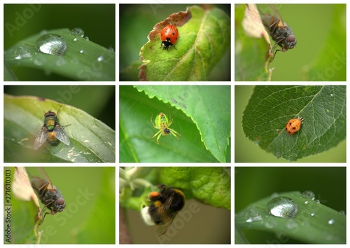 composition d'insectes du jardin au printemps
