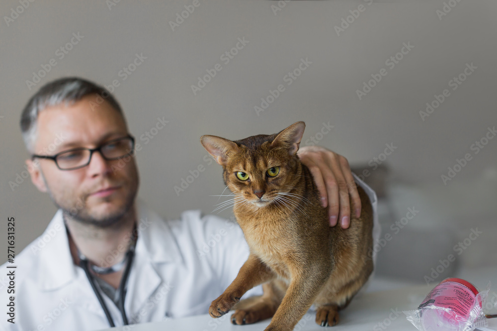 veterinarian, cat doctor, animal examination veterinarian, cat doctor, animal examination