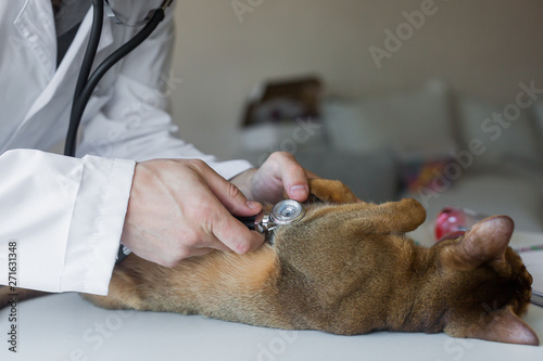 veterinarian, cat doctor, animal examination