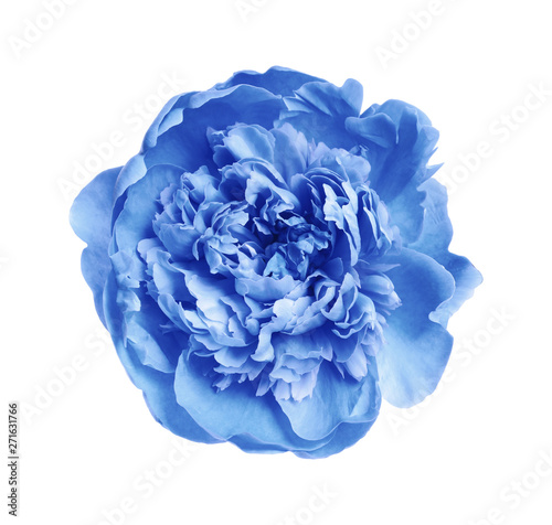 Fototapeta Naklejka Na Ścianę i Meble -  Beautiful tender peony on white background. Fragrant spring flower