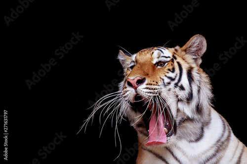 The Tiger yawns.