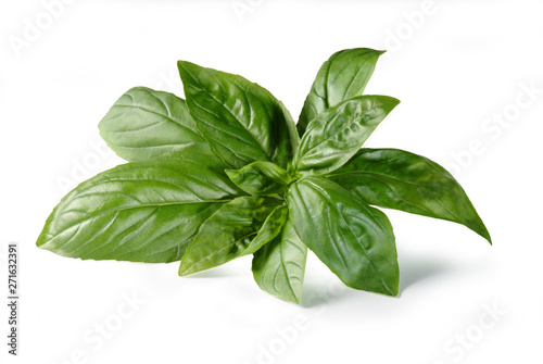 Basil Leaves, Isolated on White Background – Bunch of Basil from Italy, Aromatic Mediterranean Condiment, Ingredient for "Pesto alla Genovese" Table Sauce for Spaghetti Pasta – Detailed Close-Up Macro