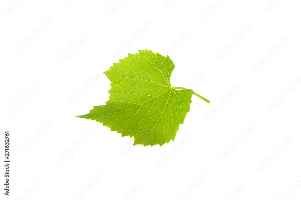 Fototapeta premium green grape leaf isolated on white background