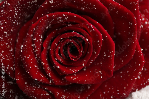 Fototapeta Naklejka Na Ścianę i Meble -  Beautiful red rose with snow as background, closeup