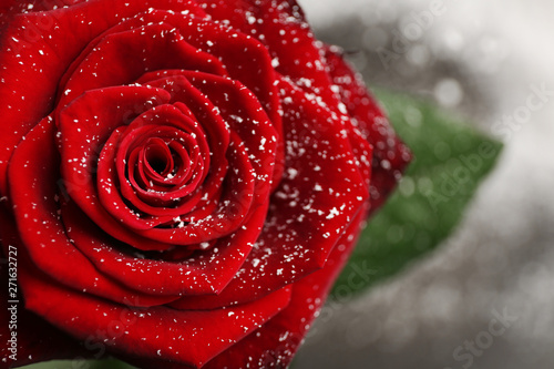 Fototapeta Naklejka Na Ścianę i Meble -  Beautiful red rose with snow on blurred background, closeup. Space for text