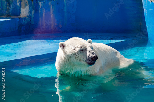 Beautiful polar bear in the zoo  in the blue pool  in a spacious enclosure. A large mammal with fluffy fur and large paws. Life in captivity  good content  cool water.