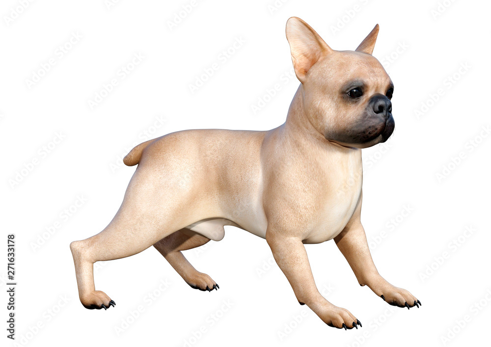 3D Rendering French Bulldog on White 3D Rendering French Bulldog on White