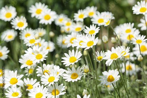 Beautiful bright daisies in green field. Spring flowers