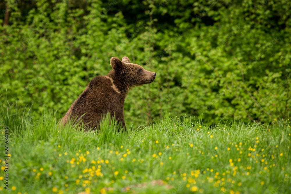 Fototapeta premium Brown Bear (Ursus arctos) in the meadow
