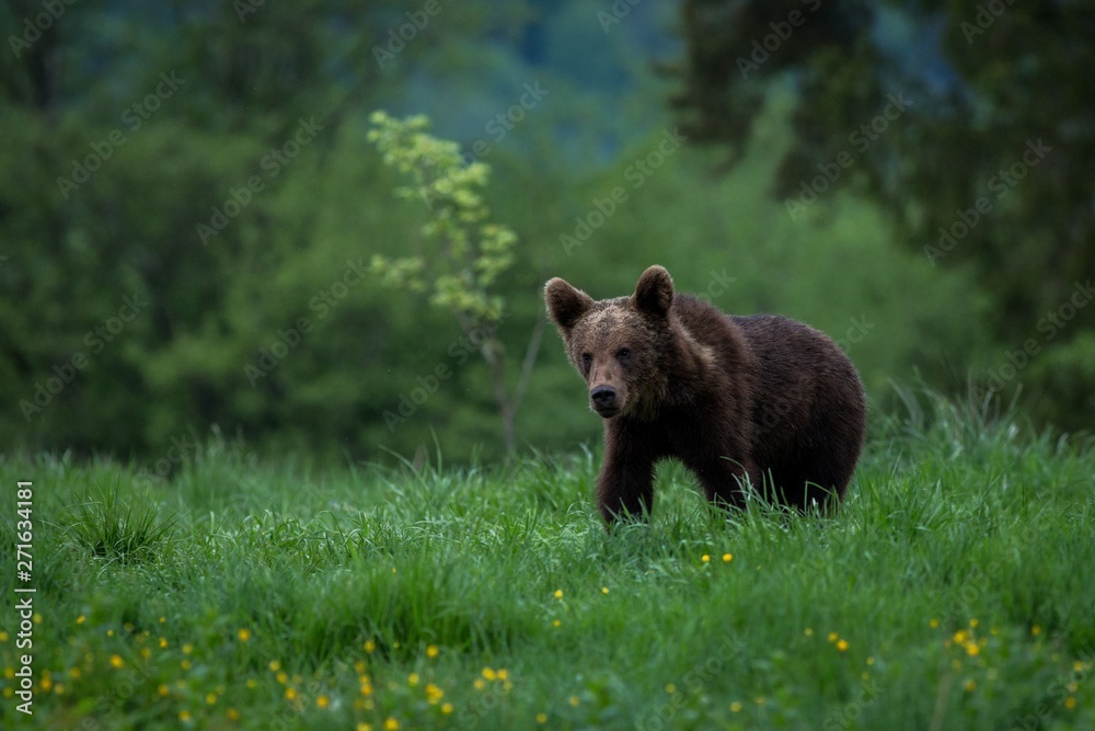 Brown Bear (Ursus arctos) in the meadow Brown Bear (Ursus arctos) in the meadow