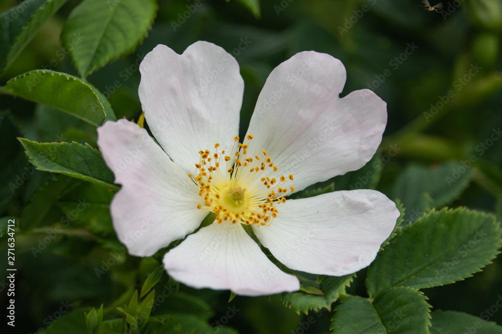 Wild Rose Flower in Bloom in Springtime Wild Rose Flower in Bloom in Springtime