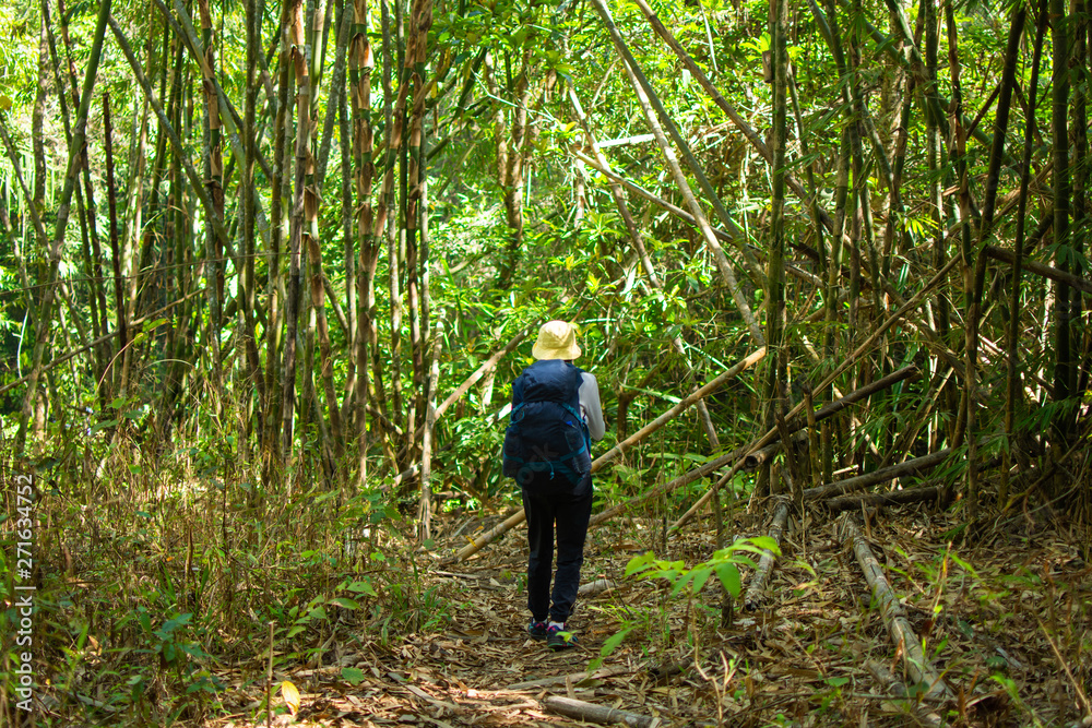 hiking group in forest, travel in mountain for camping at sunny day with color effect. subject is blurred.