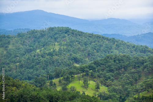 Beautiful pine forest
