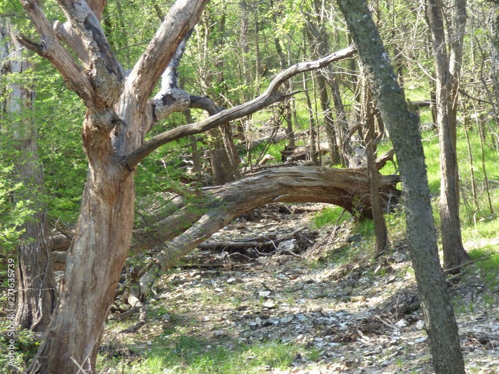 fallen tree over dry creek bed
