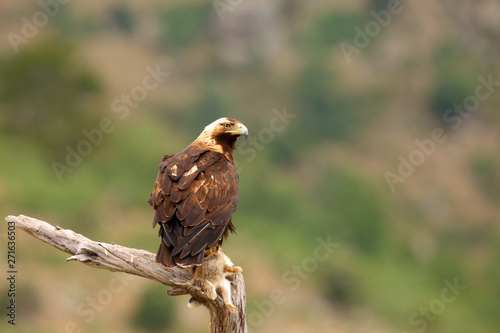 The Spanish imperial eagle (Aquila adalberti), also known as the Iberian imperial eagle, Spanish eagle, or Adalbert's eagle sitting on the branch. Imperial eagle  with mountains in the background.