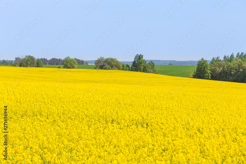 Rapeseed field, Blooming canola flowers. Flowering Bright Yellow Rape in summer.