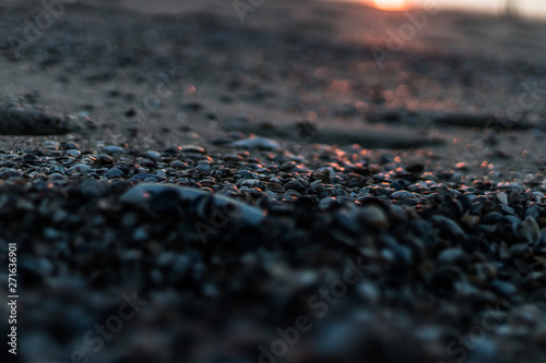 Shells on the beach with the sunset light in the background