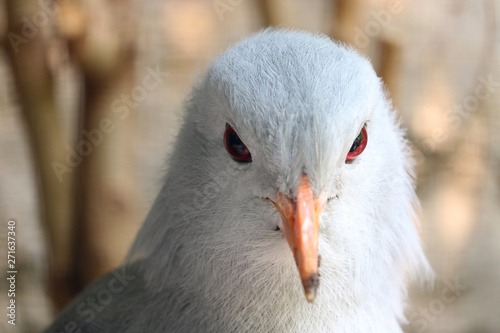 Head of a rare and endangered kagu rhynochetos jubatus in frontal view photo