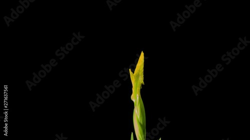 yellow iris or blueflag flower blooming photo
