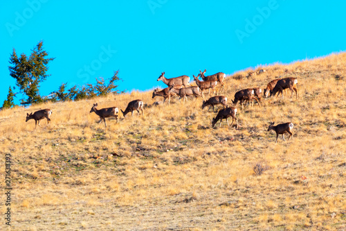 Beautiful Herd of Mule Deer