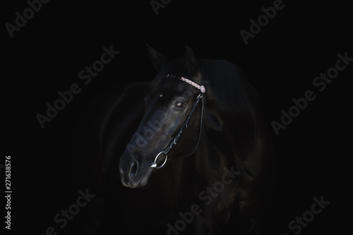portrait of beautiful black mare horse with bridle isolated on black background