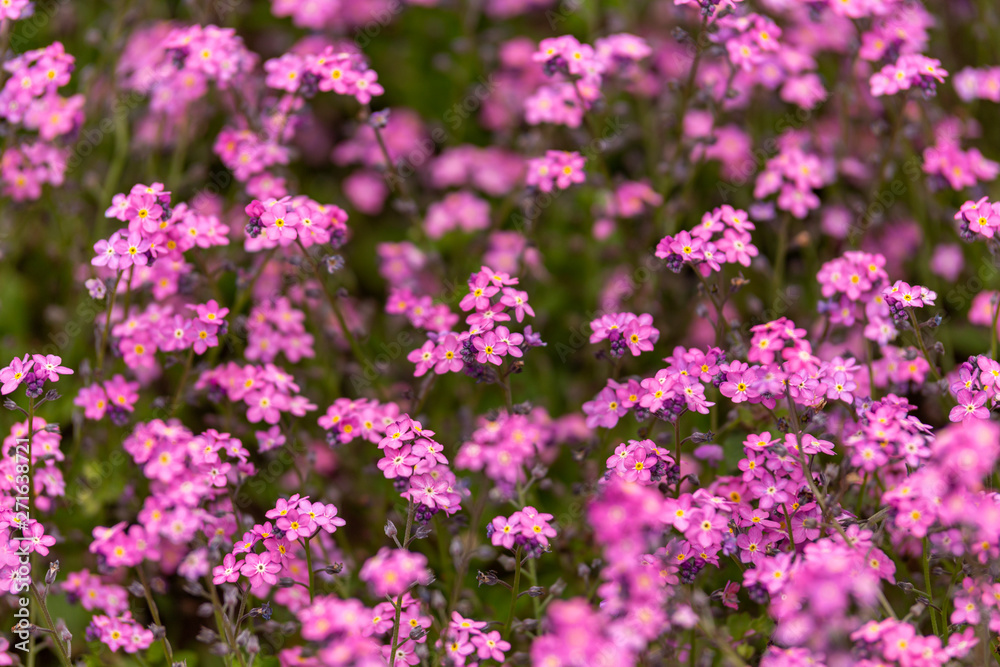 Pink Myosotis alpestris Forget-Me-Not Flowers In Spring garden. Pink Myosotis alpestris Forget-Me-Not Flowers In Spring garden.