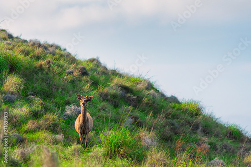 Roe deer standing in a grass slope. Close up and copy