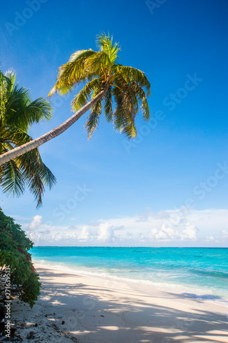 Fototapeta Naklejka Na Ścianę i Meble -  palm tree on tropical beach