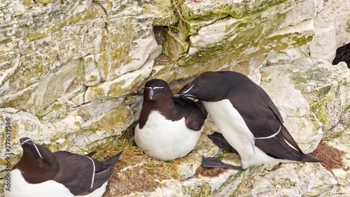 Razorbill Seabirds perched on the cliff edge.  Female sitting on the nest with egg.  Male in attendance, preening female.  Sounds of sea birds.