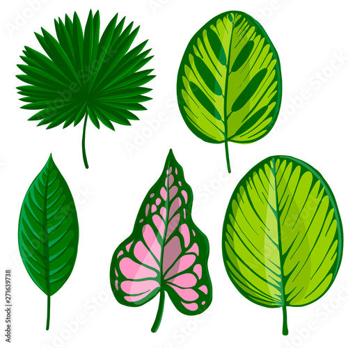 vector drawing tropical leaves
