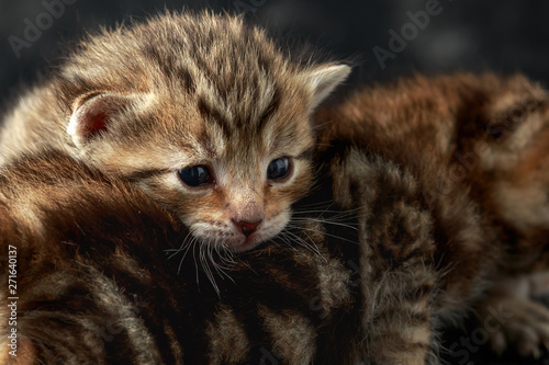 beautiful tiny baby kittens with bengal fur.