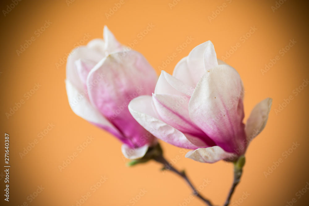 Fototapeta premium spring beautiful blooming magnolia on a orange
