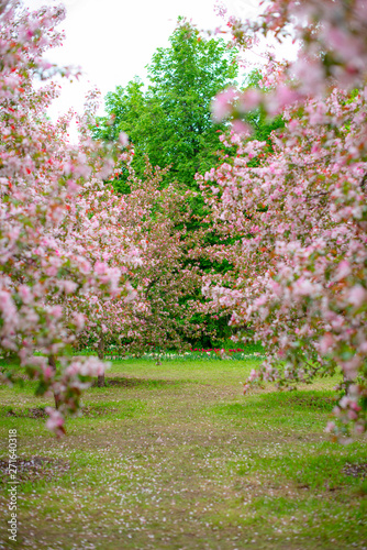 garden pink blooming Apple trees