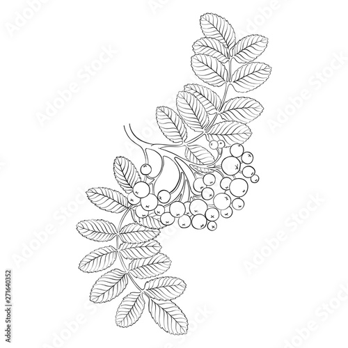 vector drawing branch of rowan tree