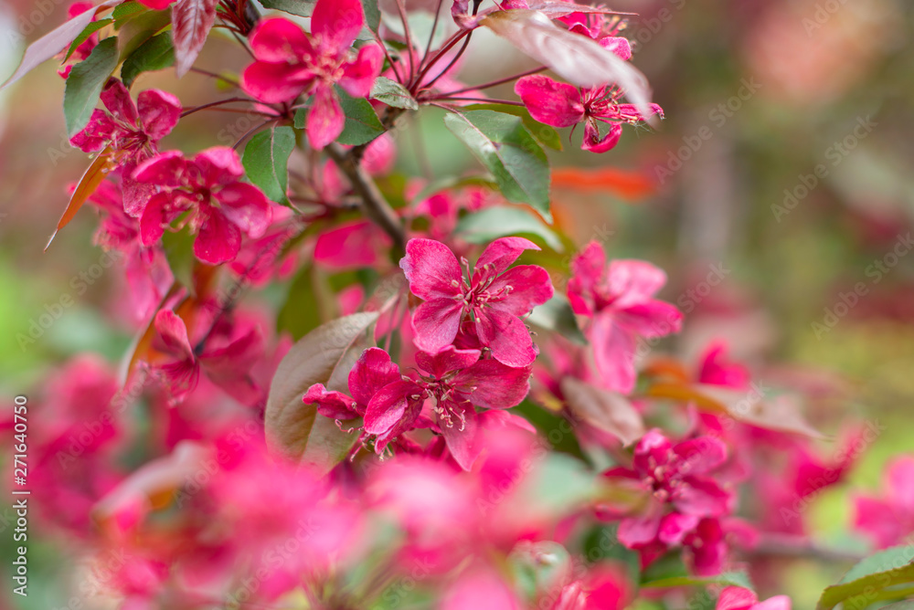 Fototapeta premium branches of bright pink flowering Apple tree